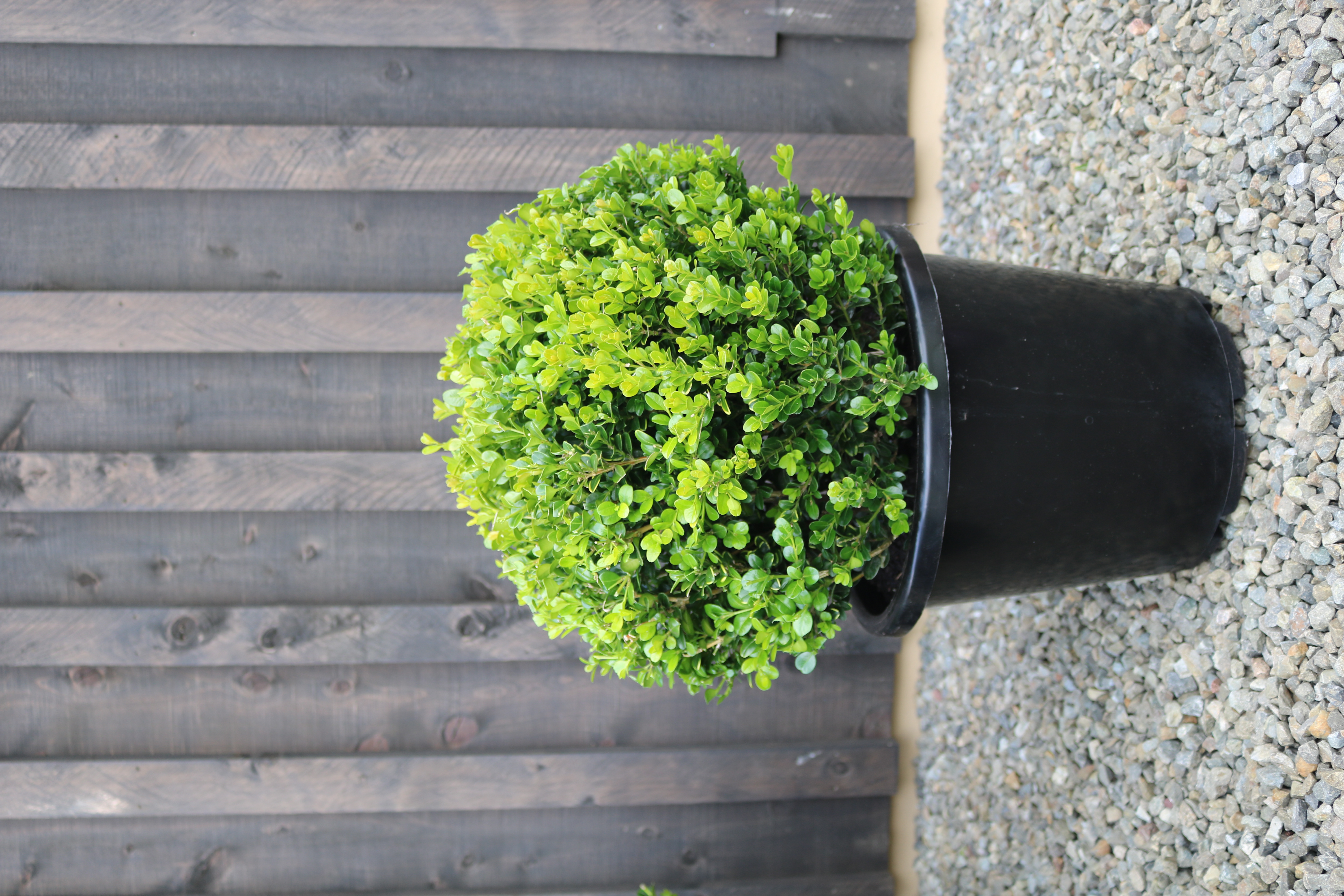 Buxus "Green Gem" balls