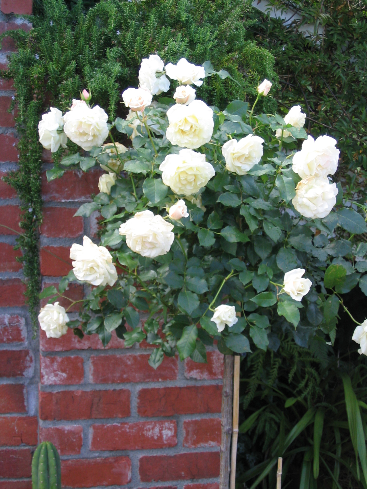 White standard Roses