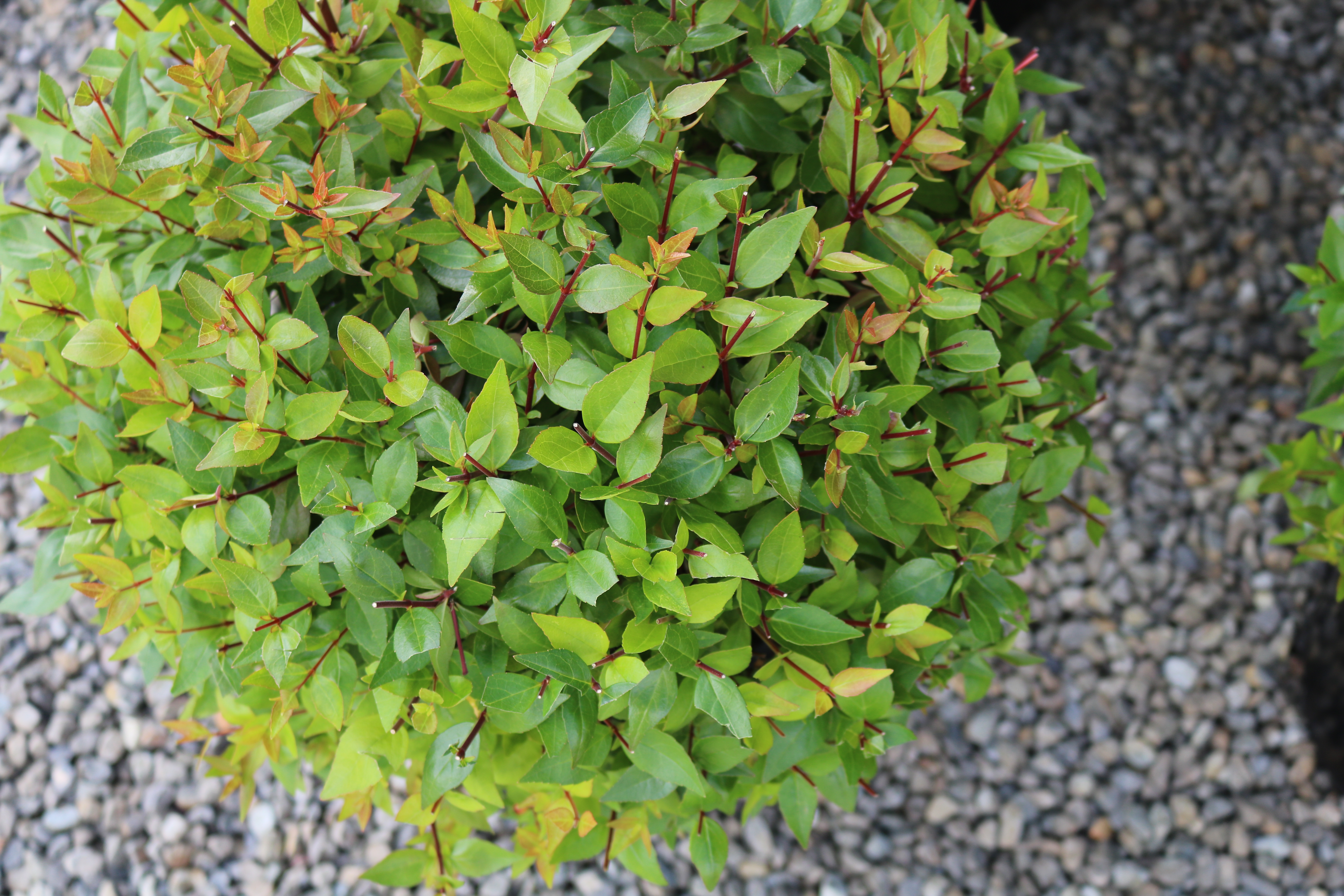 Abelia "Snowtime" leaf detail