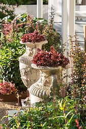 Inspirational planting combination, stone urns & succulents