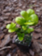 Buxus Green Gem hedgelings for sale