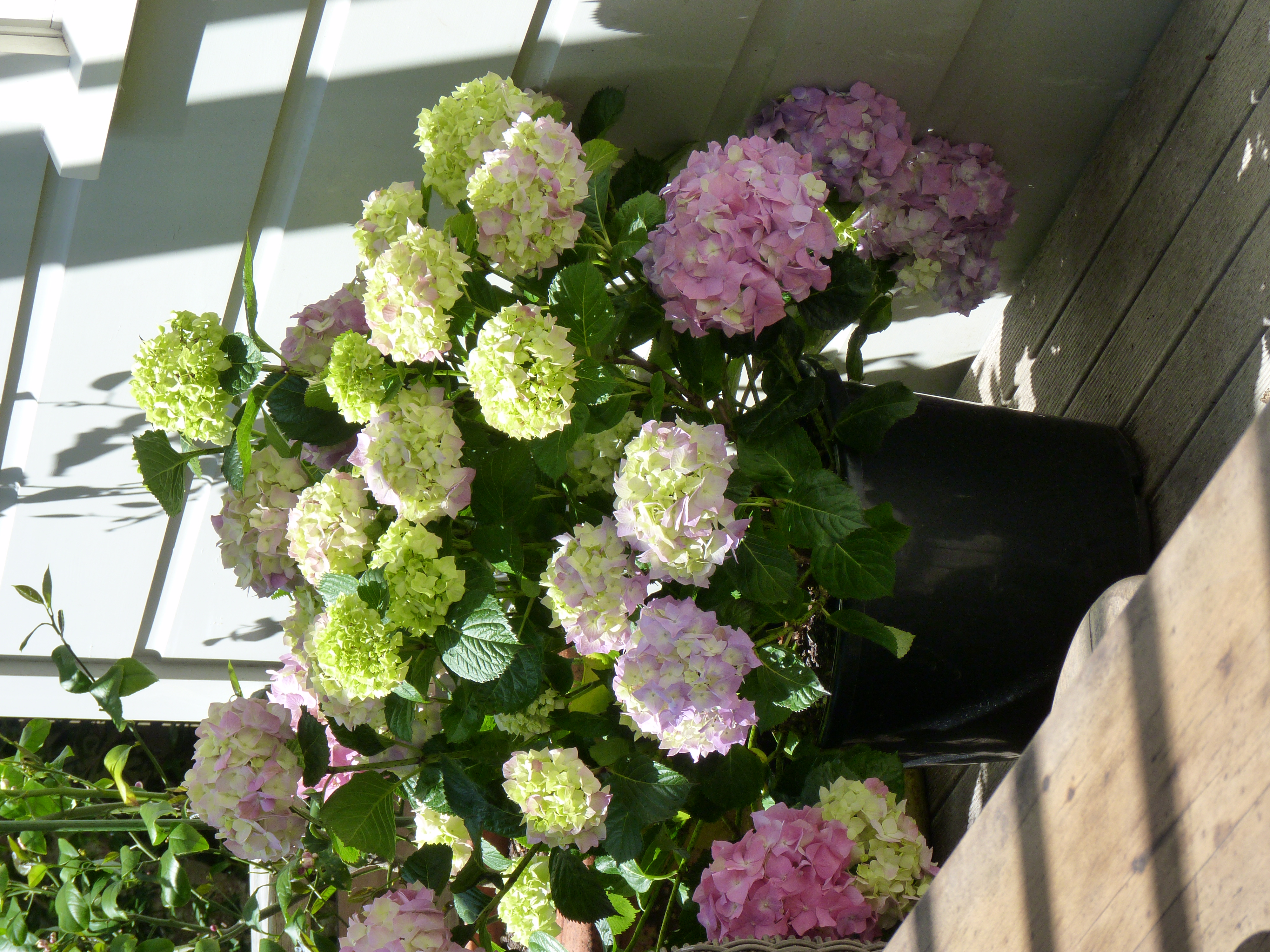 Hydrangea Viking