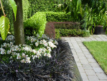 Layered hedges and a raised planter edged in black mondo grass and filled with white flowering alstroemerias under a weeping cherry tree