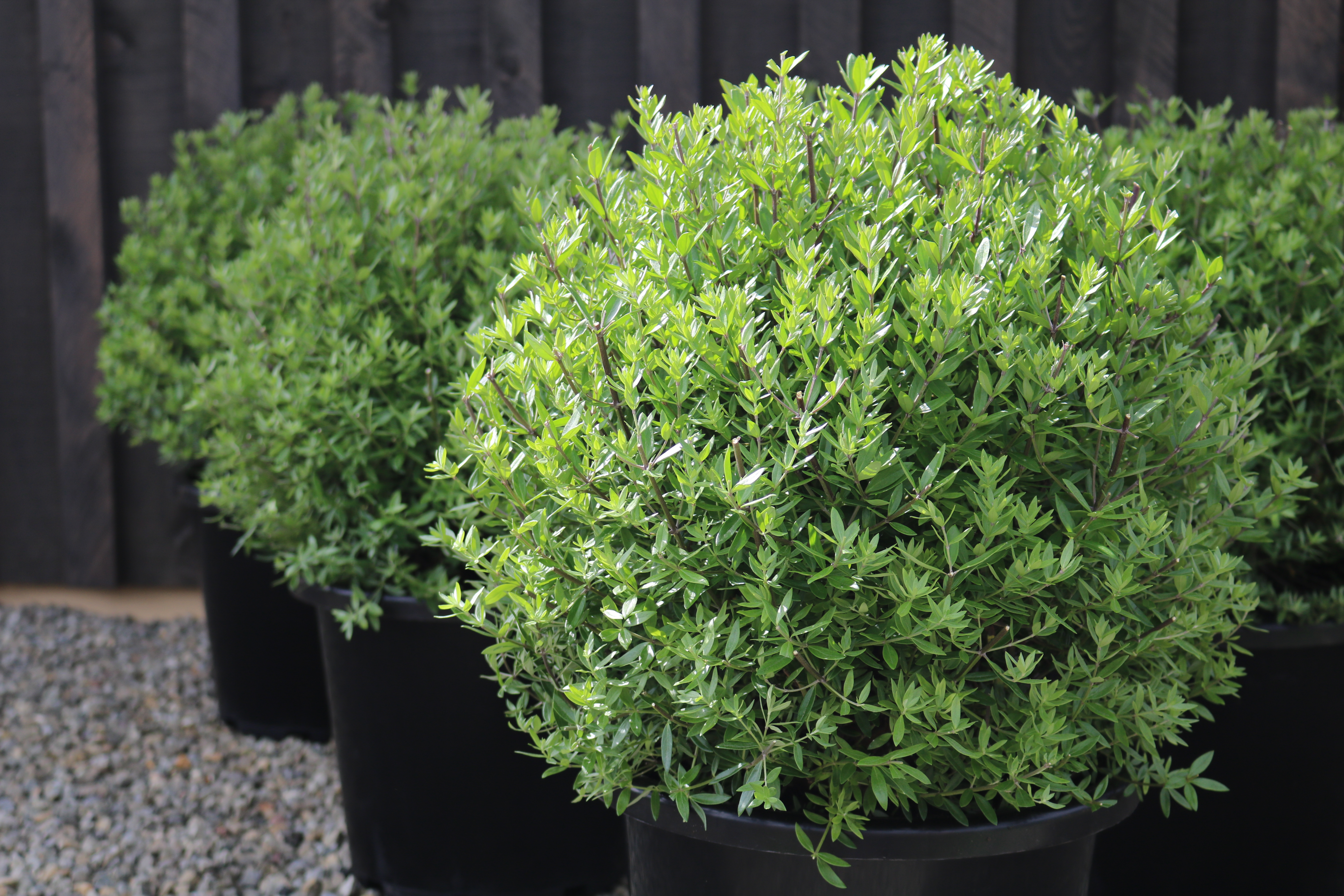 Westringia "Naringa"