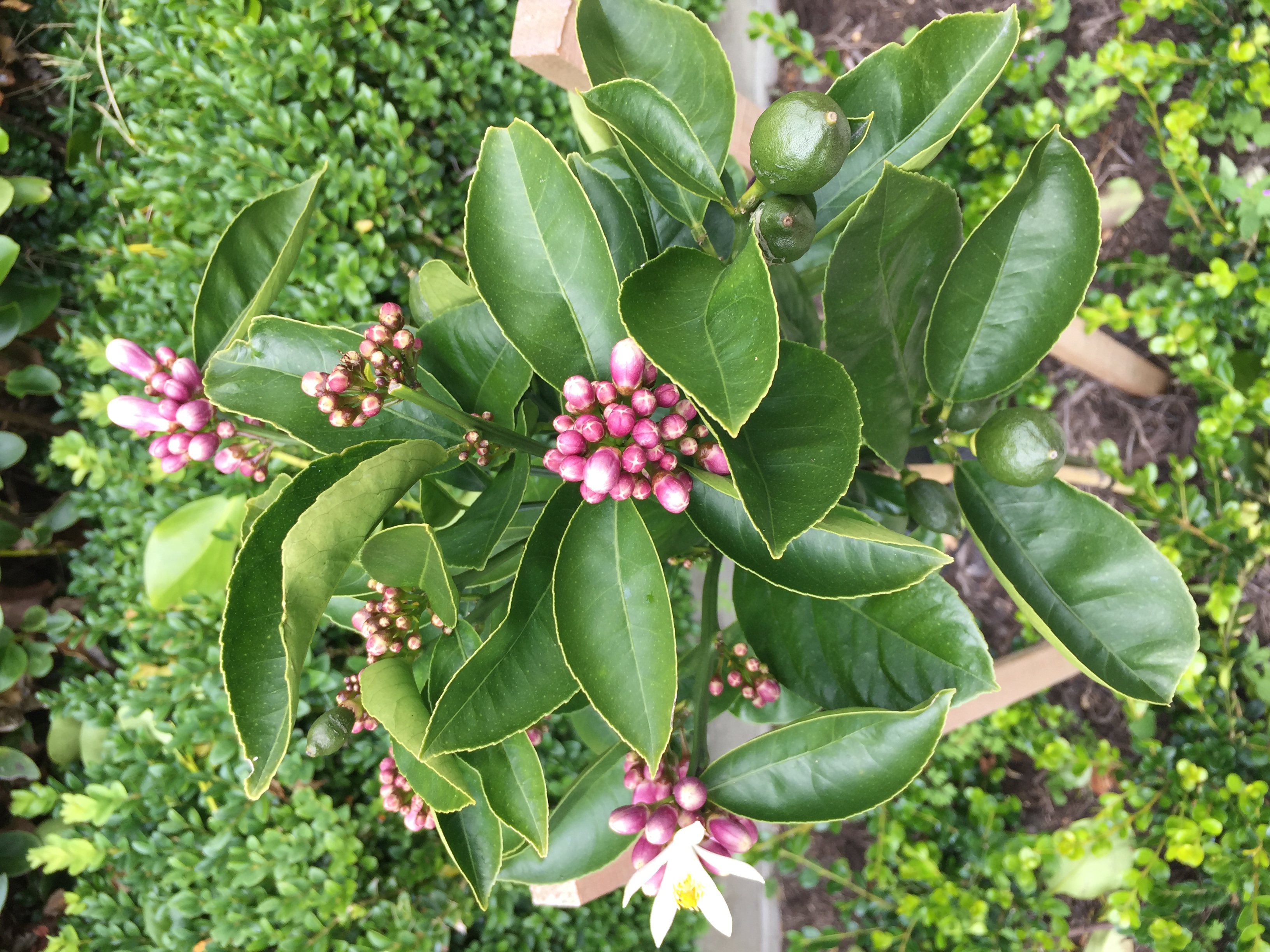 Lemon scented slowers