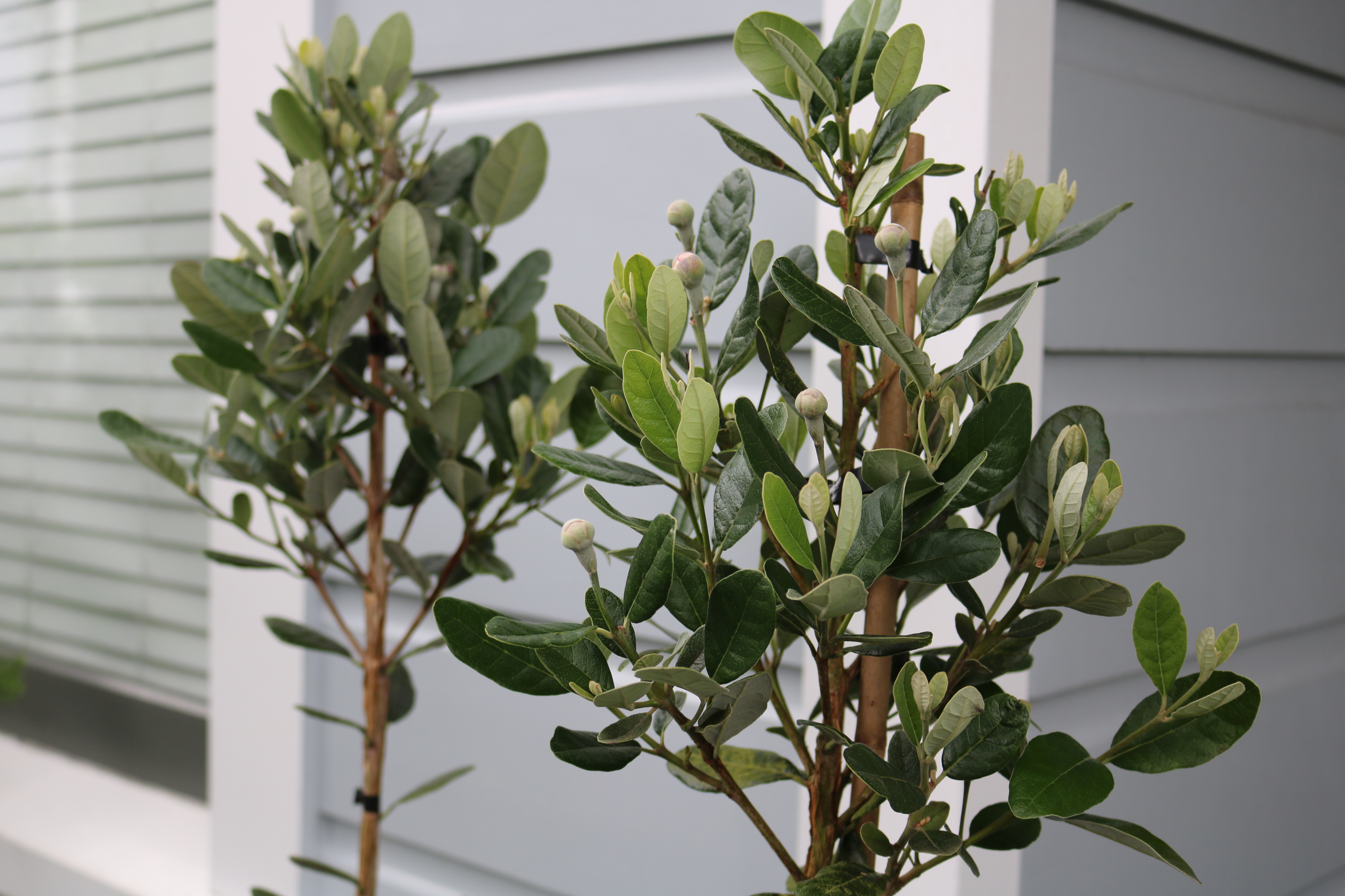 Feijoa "Unique"