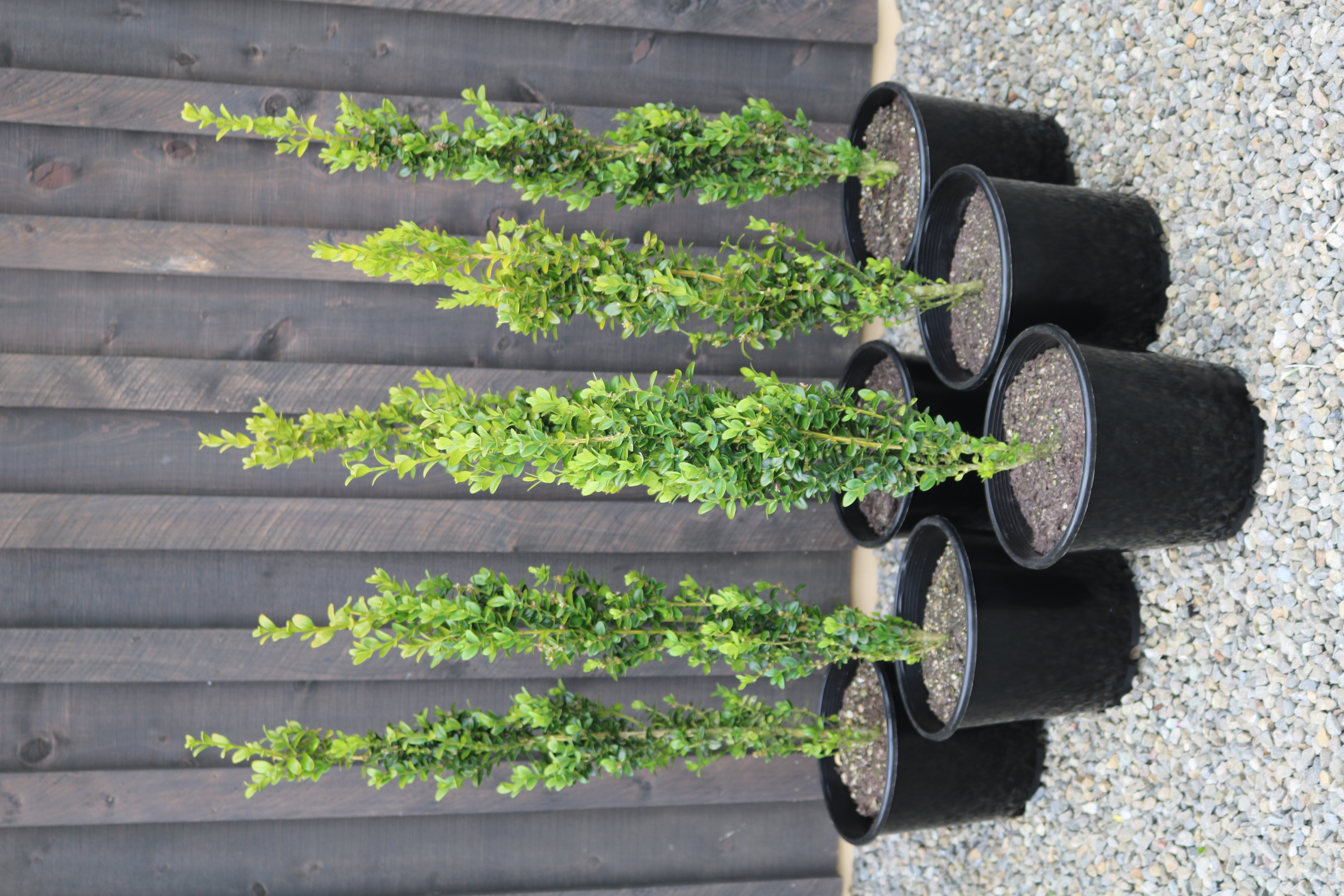 Buxus "Graham Blandy" aka Greenpeace