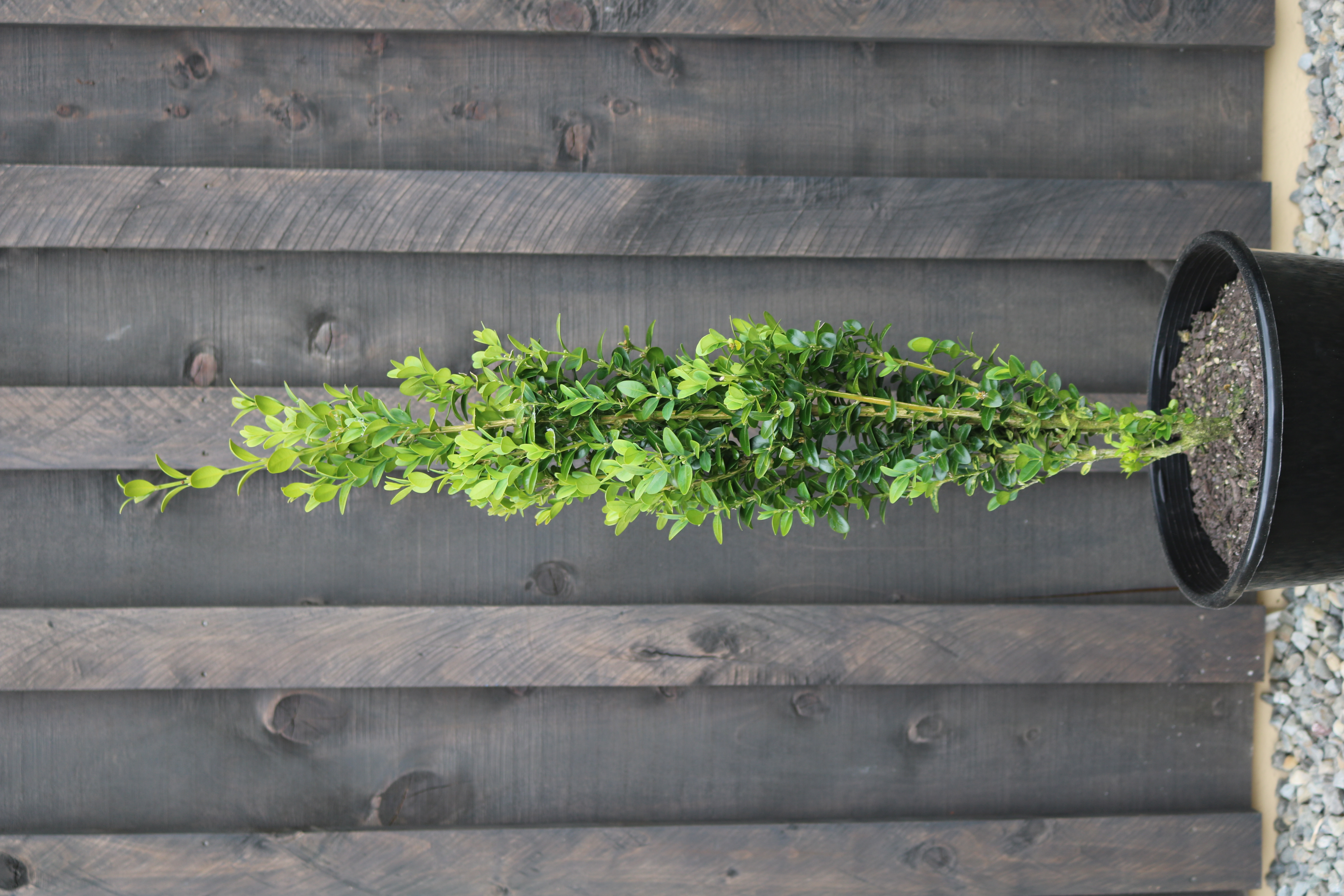 Buxus "Graham Blandy" columns