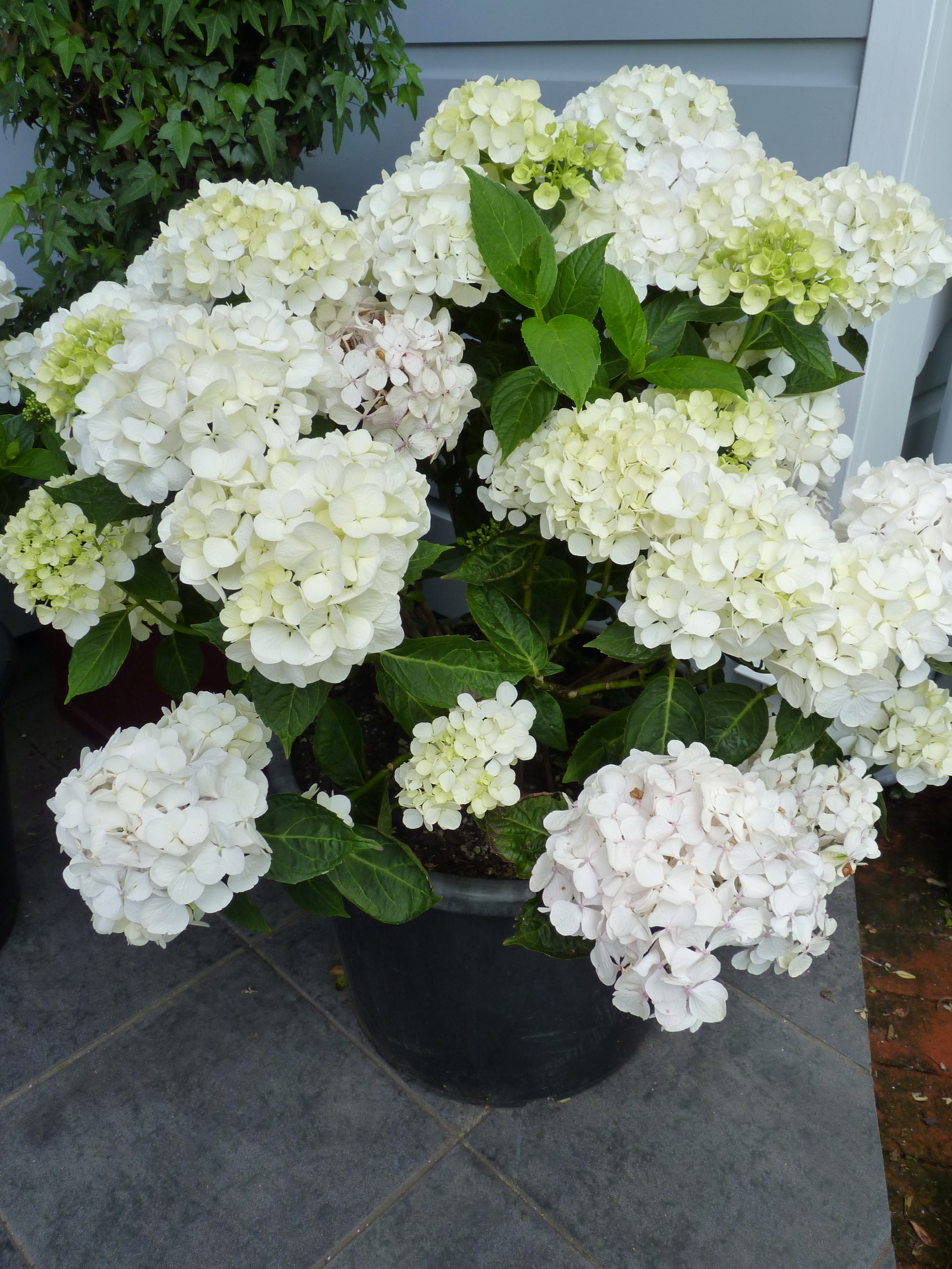 For mum ...