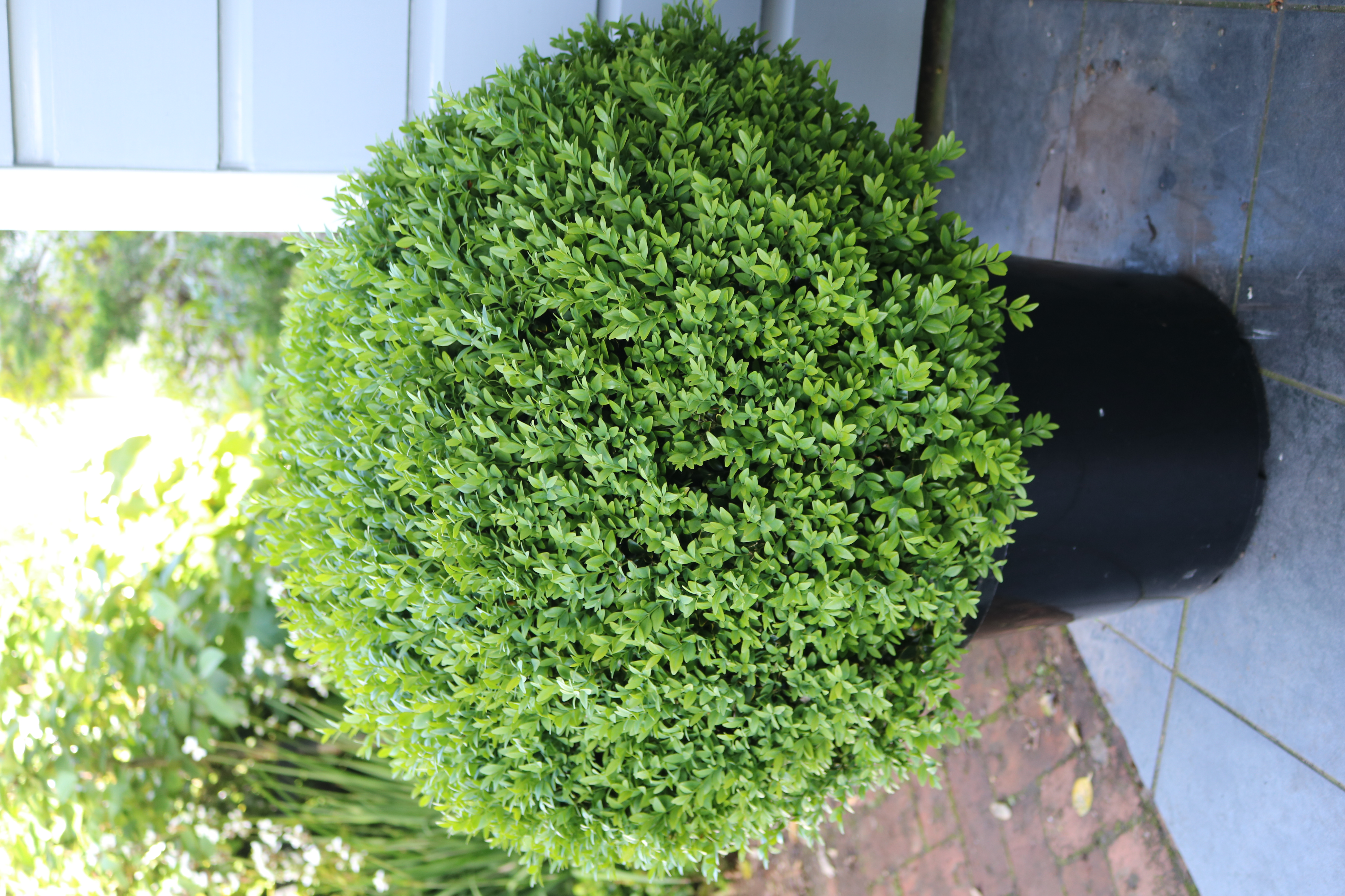 Buxus sempervirens ball
