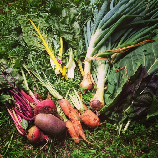 Healthy Veggie Harvest