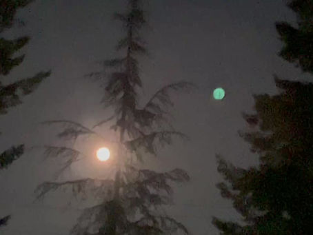 July 11, 2025 Beautiful Buck Moon and Bunnies