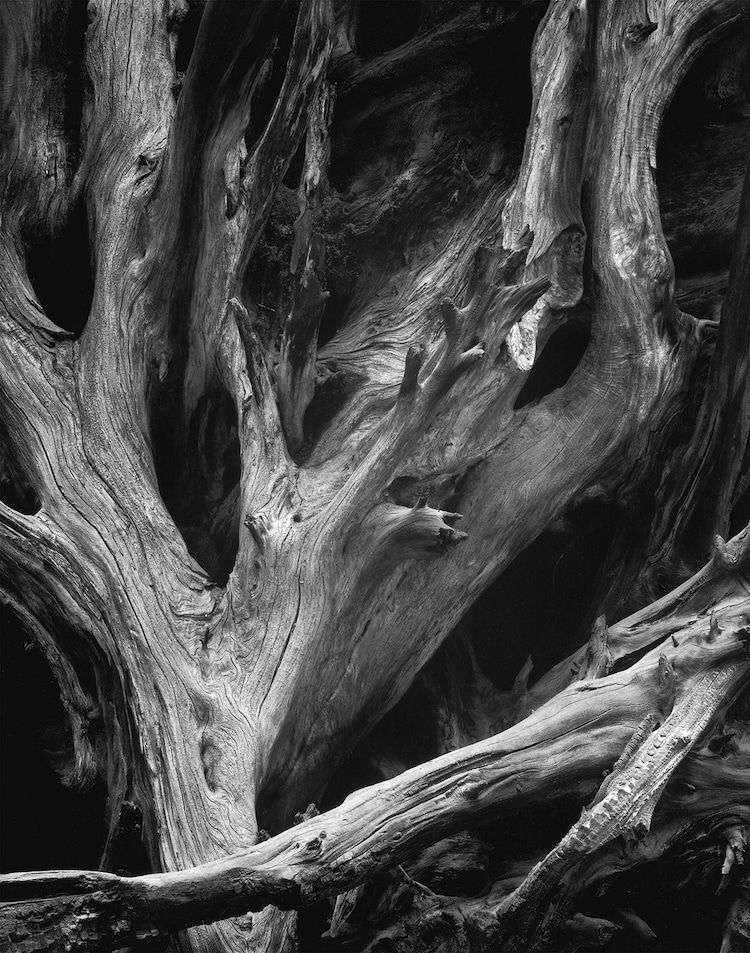 Sequoia Roots, Mariposa Grove, Yosemite National Park, California