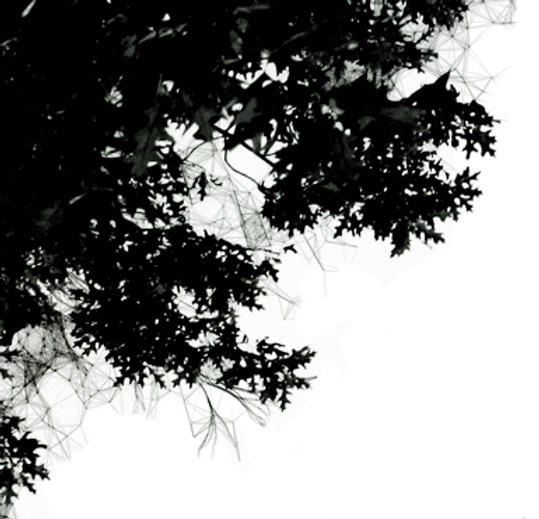 night-tree-png.png