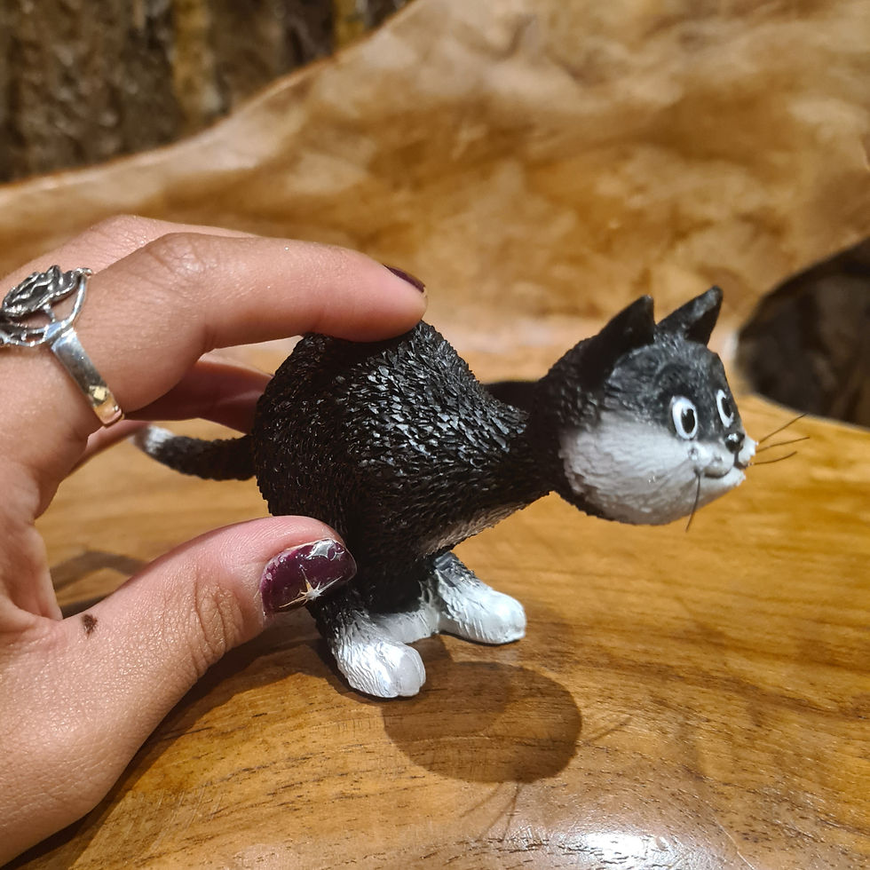 dubout katten cats black zwarte kat black kitty animal