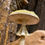 Thumbnail: Amenite mushroom Fantasy fairyhouse paddestoel fantasy-shop winkel