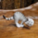 black kitty zwarte-kat winkel shop  let's play  dubout fantasy shop