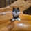 Thumbnail: dubout katten cats black zwarte kat black kitty animal