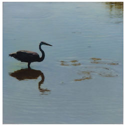 Oak Island Heron.jpg