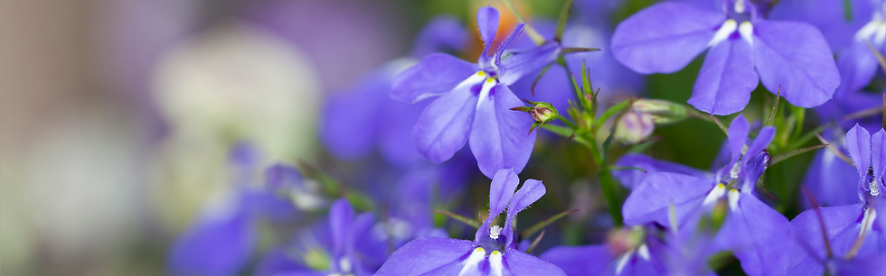 Close-up of purple flowers with soft-focus green and cream background, creating a calm garden scene.