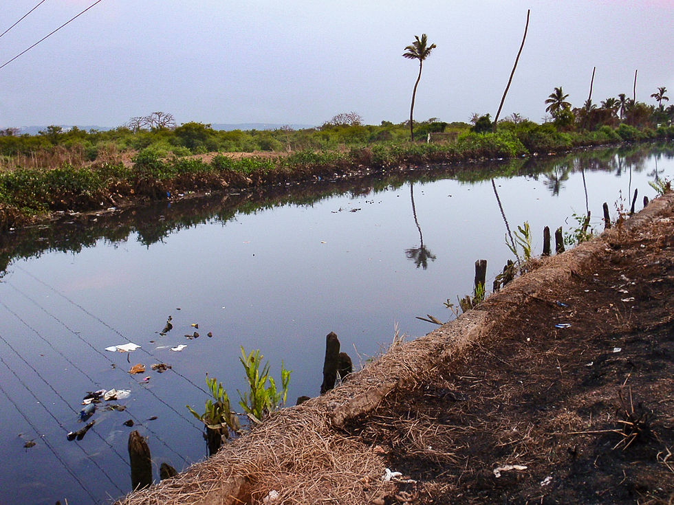 Carambolim Khazan creek polluted