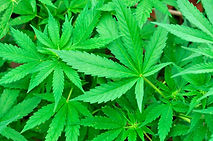 Marijauna.jpg