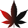 Marijauna Icon.tif