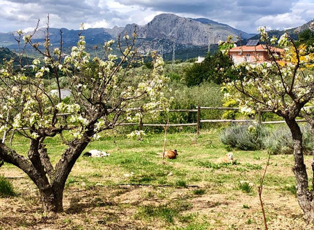 Dag 3 in lockdown
Het leven zoals het is op Finca Don Carmelo… ten tijde van corona!