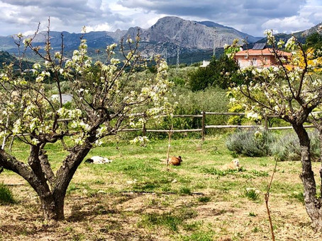 Dag 3 in lockdown
Het leven zoals het is op Finca Don Carmelo… ten tijde van corona!
