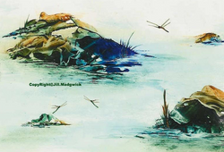 Pond Life