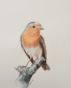 Little Robin Red Breast