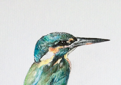 Kingfisher