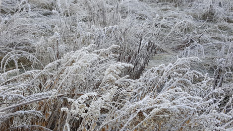 A frosty morning in Yosemite Valley.