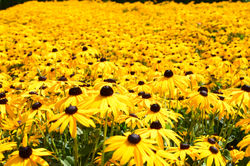 Rudbeckia