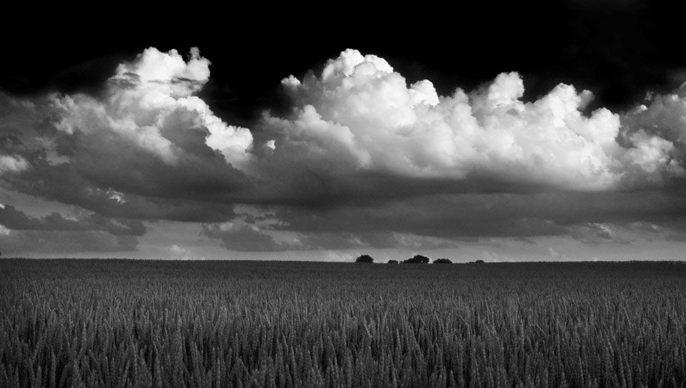 Wheat and Sky