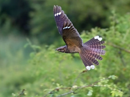 Size matters – at least for the Nightjars