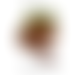 14 Mukhi Rudraksha: The Divine Bead of Wisdom, Spiritual Awakening and Inner Strength