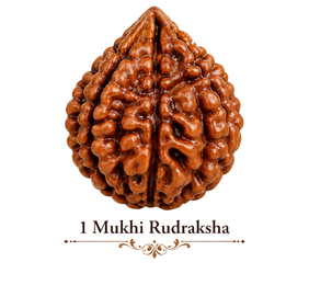 1 Mukhi Rudraksha