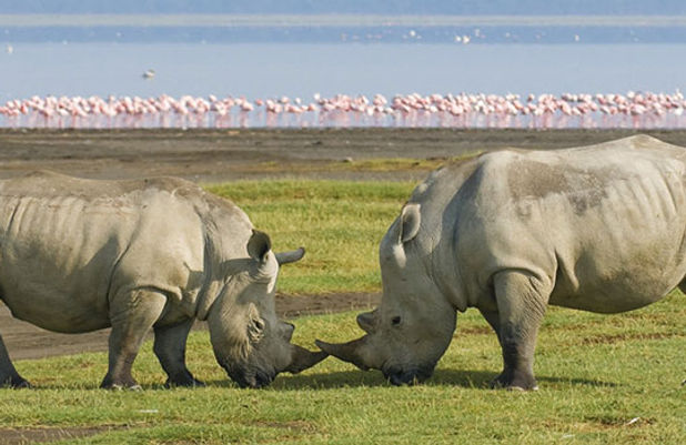 1-Day-Lake-Nakuru.jpg