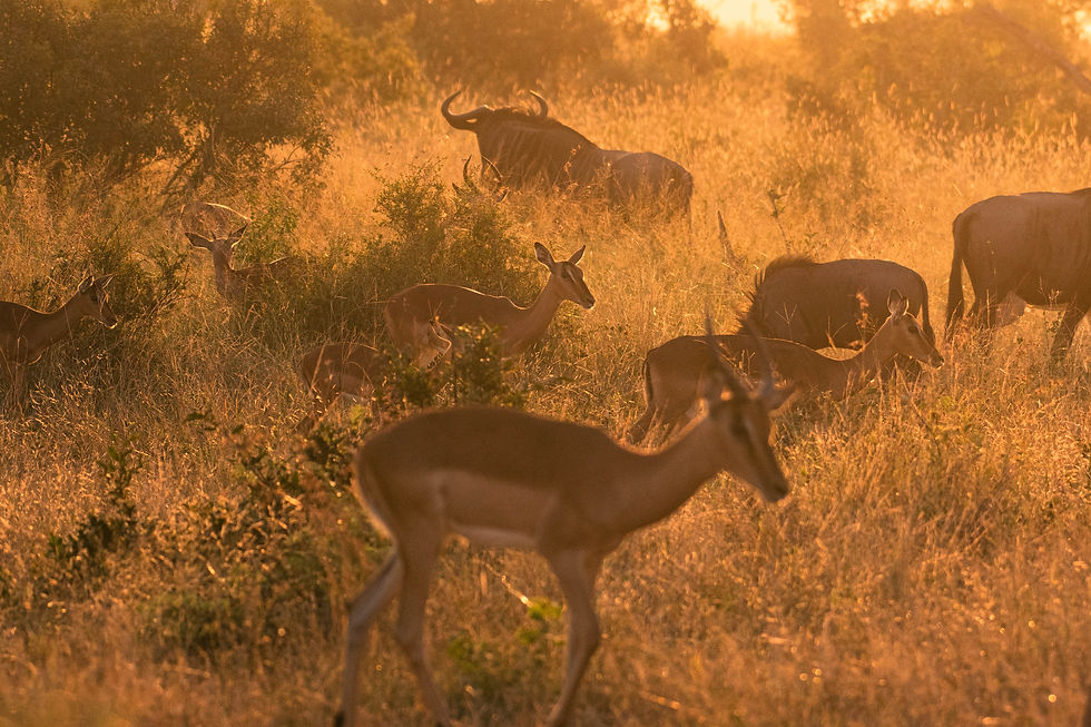 custom safari itineraries