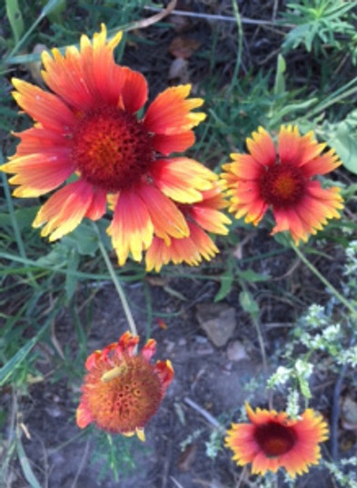daisies