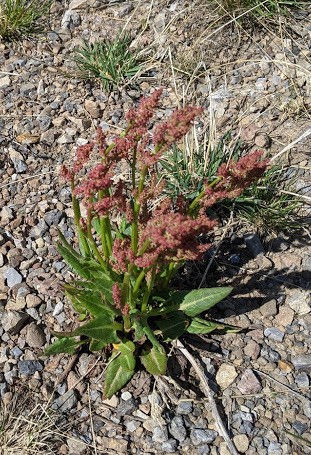 Polygonaceae; the buckwheat / knotweed / smartweed / dock family