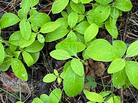 Plant Profile – Twining Honeysuckle (Lonicera dioica)
