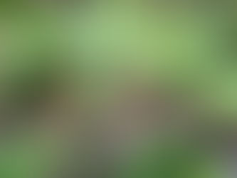 Plant Talk: Ribes; the Currant and Gooseberry Family – Grossulariaceae