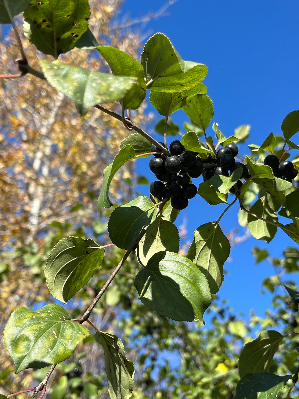 Leaves and fruits of European buckthorn (Rhamnus cathartica) in the new Northeast River Valley Park, Edmonton. 2023-10-05. Photo: P. Cotterill.
