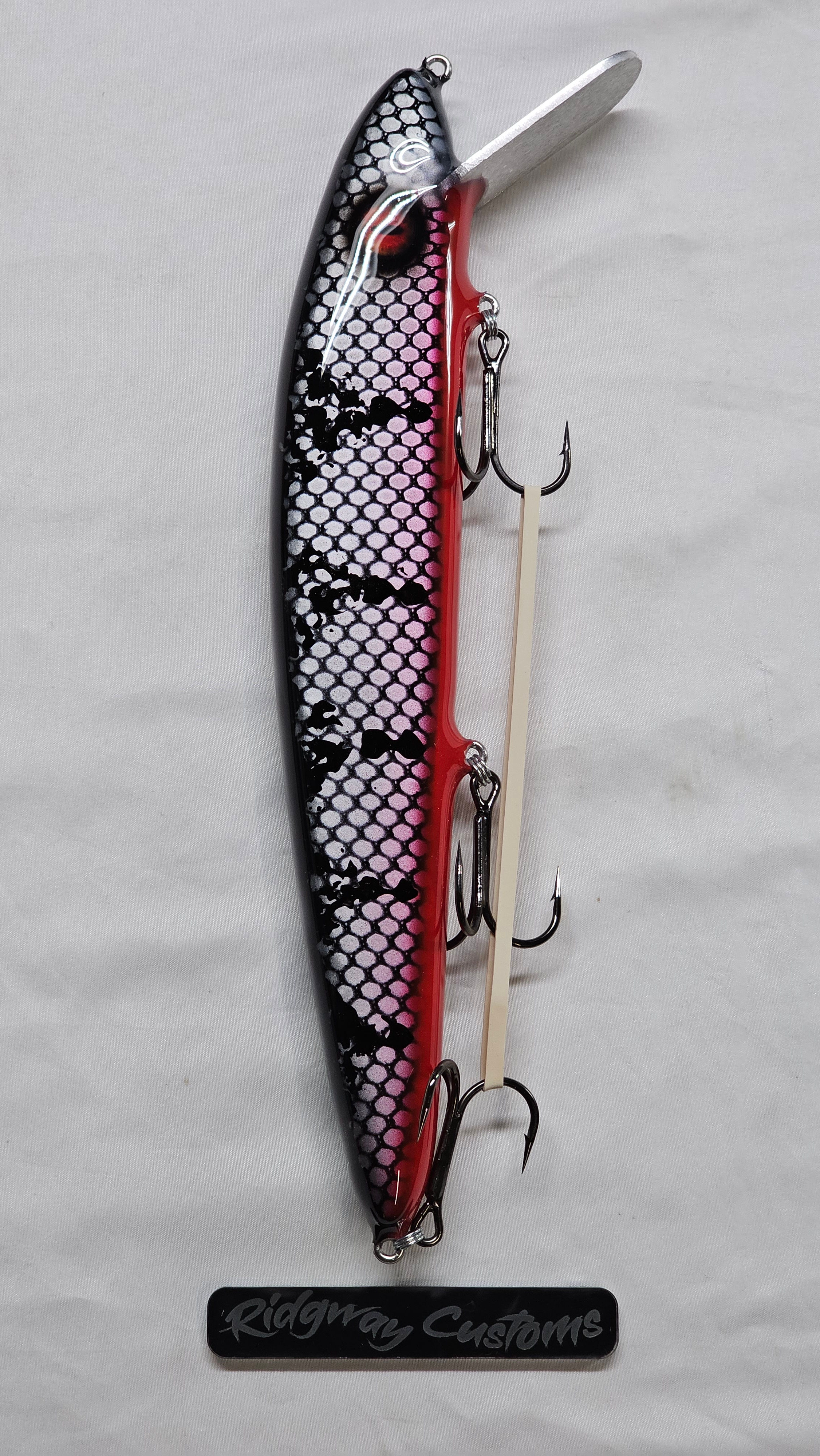 12 inch Red Belly Silver Surfer 