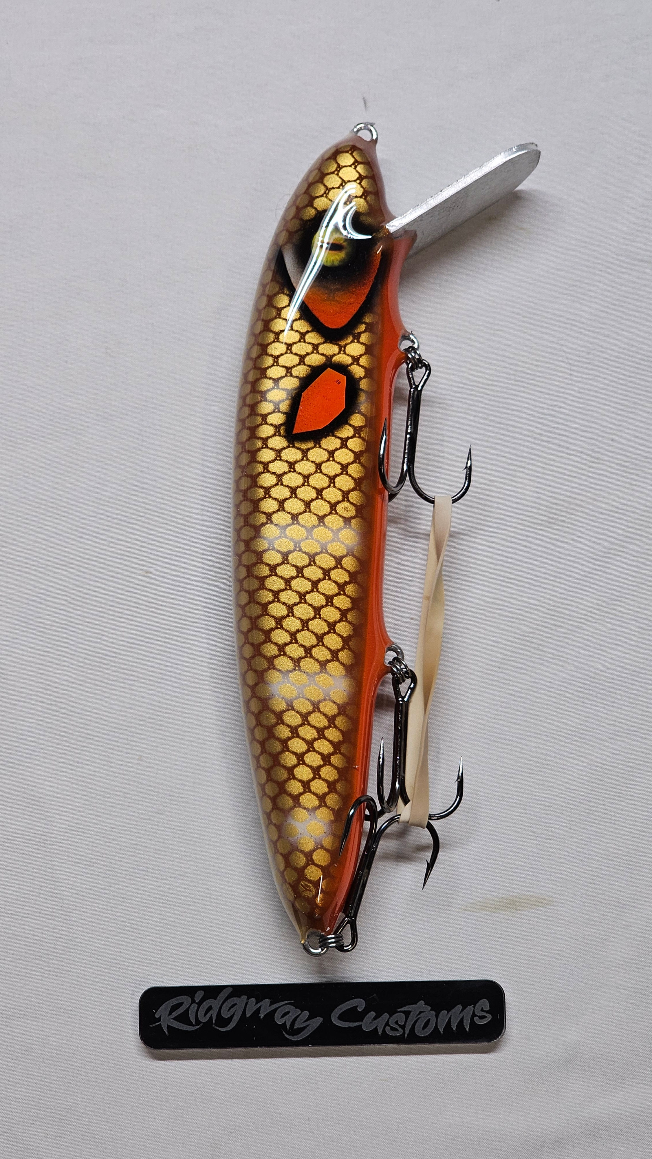 9 inch White Barred Carp