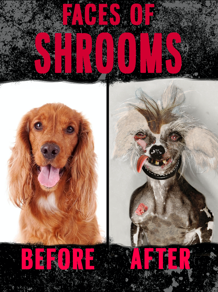 FacesOfShrooms