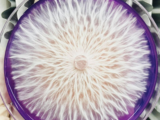 Zázračný svět mycelia: Tajemství podhoubí, které mění náš svět