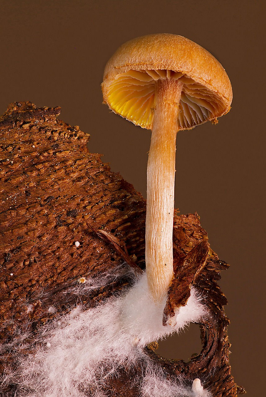 Mycelium neboli podhoubí, z kterého vyrostla plodnice houby